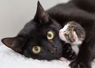 Black cat Zsa Zsa with her kitten Zara