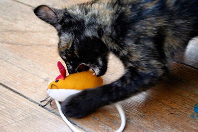 Cat playing with toy mouse