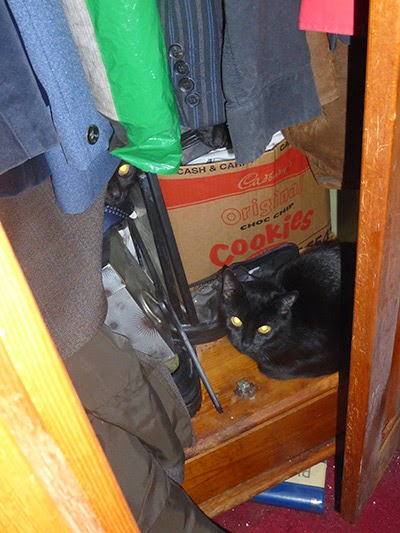 Black cat hiding in wardrobe