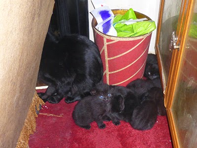 Unneutered black cat and kittens