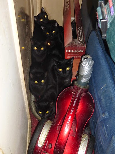 Unneutered black kittens hiding