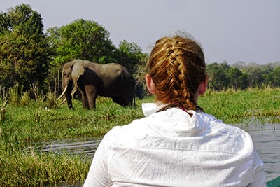 Elephant at the side of the Zambezi River