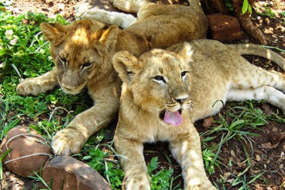 Lion cubs in the Zambia lion conservation project