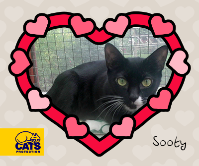Sooty in Gosport, Hampshire