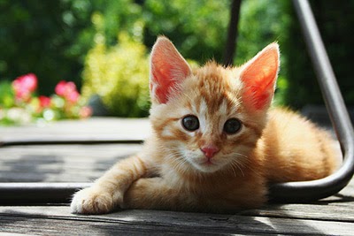 Ginger kitten in the sun