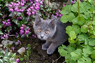 Blue kitten in the garden