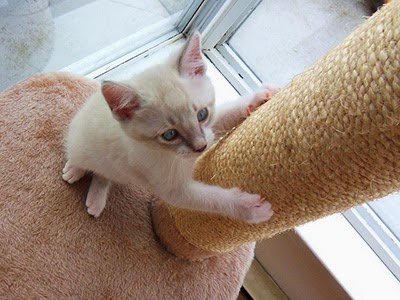Kitten with scratching post