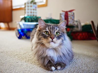 Longhaired cat with Christmas presents