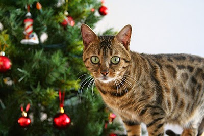 Tabby cat and Christmas tree