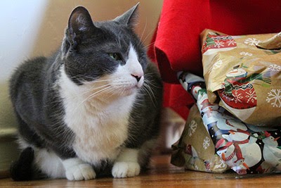 Grey and white cat with Christmas presents