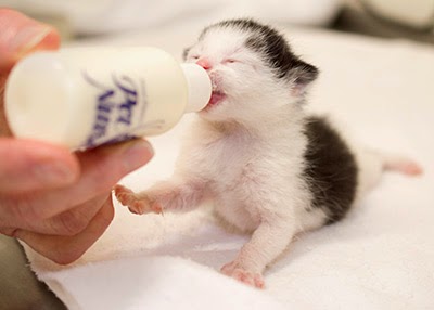 Hand rearing a kitten