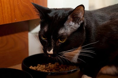 black cat eating food