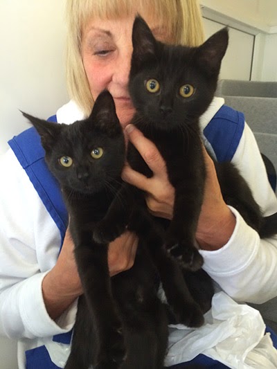 Black cats at Cats Protection Gildersome Homing Centre
