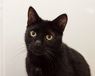 Sleek black cat Salem