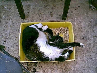 Black-and-white cat in litter tray
