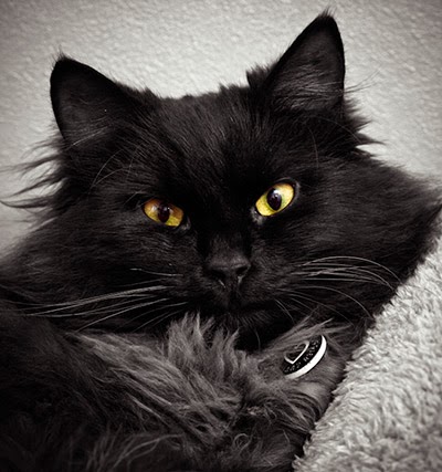 Portrait photo of black cat Milo