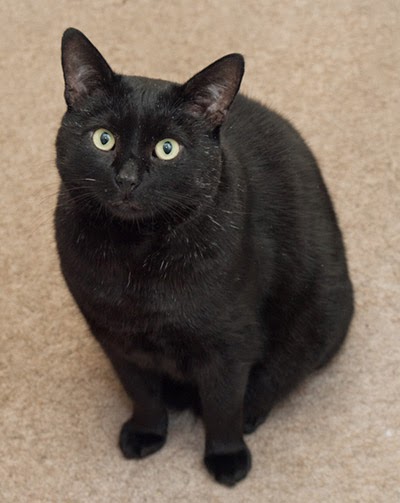 Marmite black cat portrait photograph