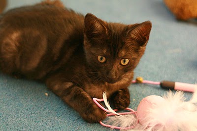 Storm kitten playing with feathers