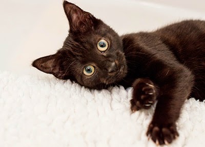 Black kitten Mew at our Bridgend Adoption Centre