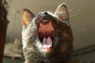 Cat yawning showing teeth
