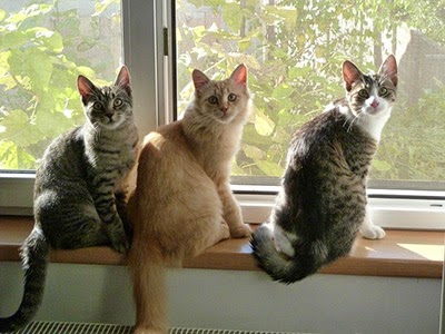 Three cats sitting in a row