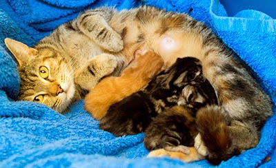 Cat with her kittens