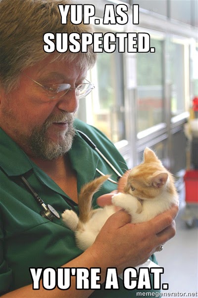 Vets check over all the cats in our care