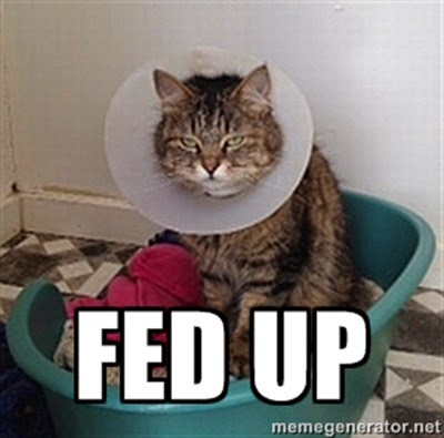 Fed up cat in care
