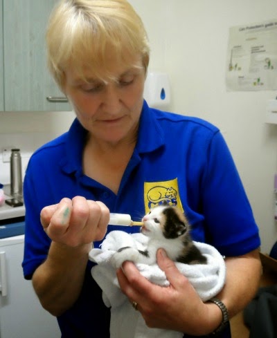 Sue Emlyn-Jones feeding kittens