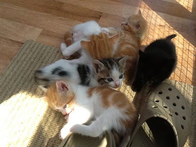 Foster kittens
