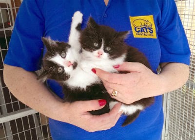 Wilbur and Wilfred, black-and-white kittens