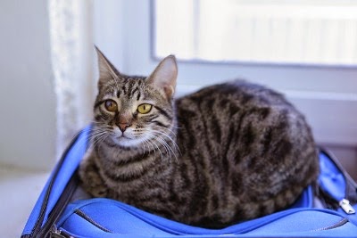 Pet cat sitting on suitcase