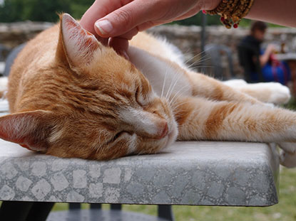 Person stroking ginger cat