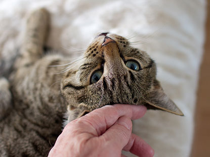 Hand stroking head of tabby cat