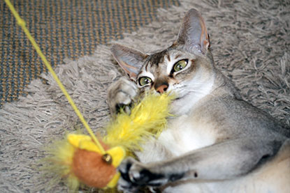 Cat playing with feather toy