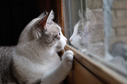 Scared cat looking out window