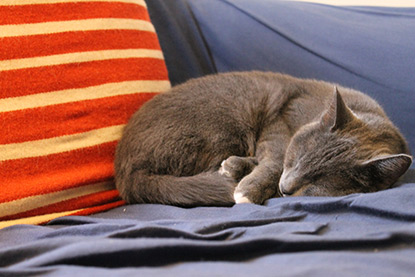 Cat sleeping in armchair