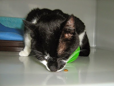 Cat eating from a puzzle toy