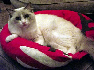 Cat enjoying its new knitted bed