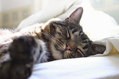 Sleeping tabby cat