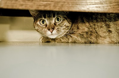 Scared cat hiding underneath furniture