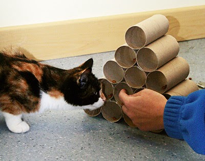 Cat with toilet roll pyramid