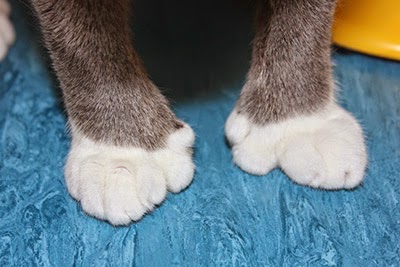 A cat with extra toes