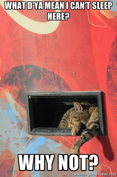 Cat sleeping in vending machine slot